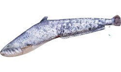 The Small Catfish Pillow