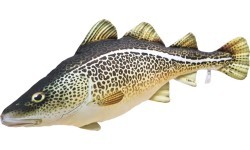 The Atlantic Cod Pillow (38cm/75cm)