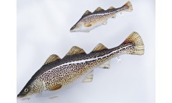 The Atlantic Cod Pillow (38cm/75cm)
