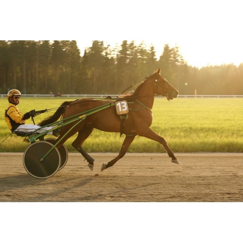 POLAR Equine belt for horse
