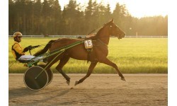 POLAR Equine belt for horse