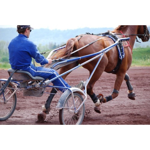 Ремень POLAR Equine для лошади