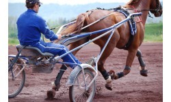 POLAR Equine belt for horse
