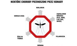 Репеллент Mugga 50% DEET 50 мл.